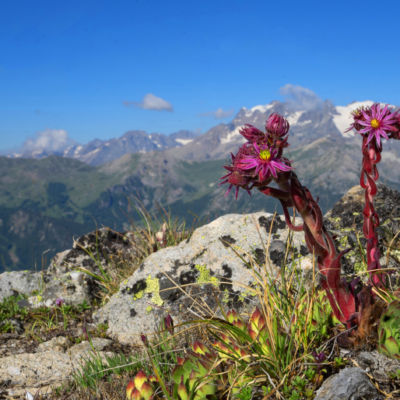 Paysages