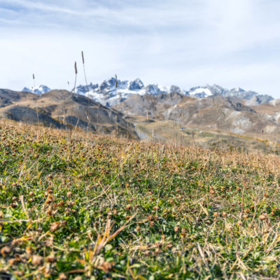 La végétalisation du domaine skiable